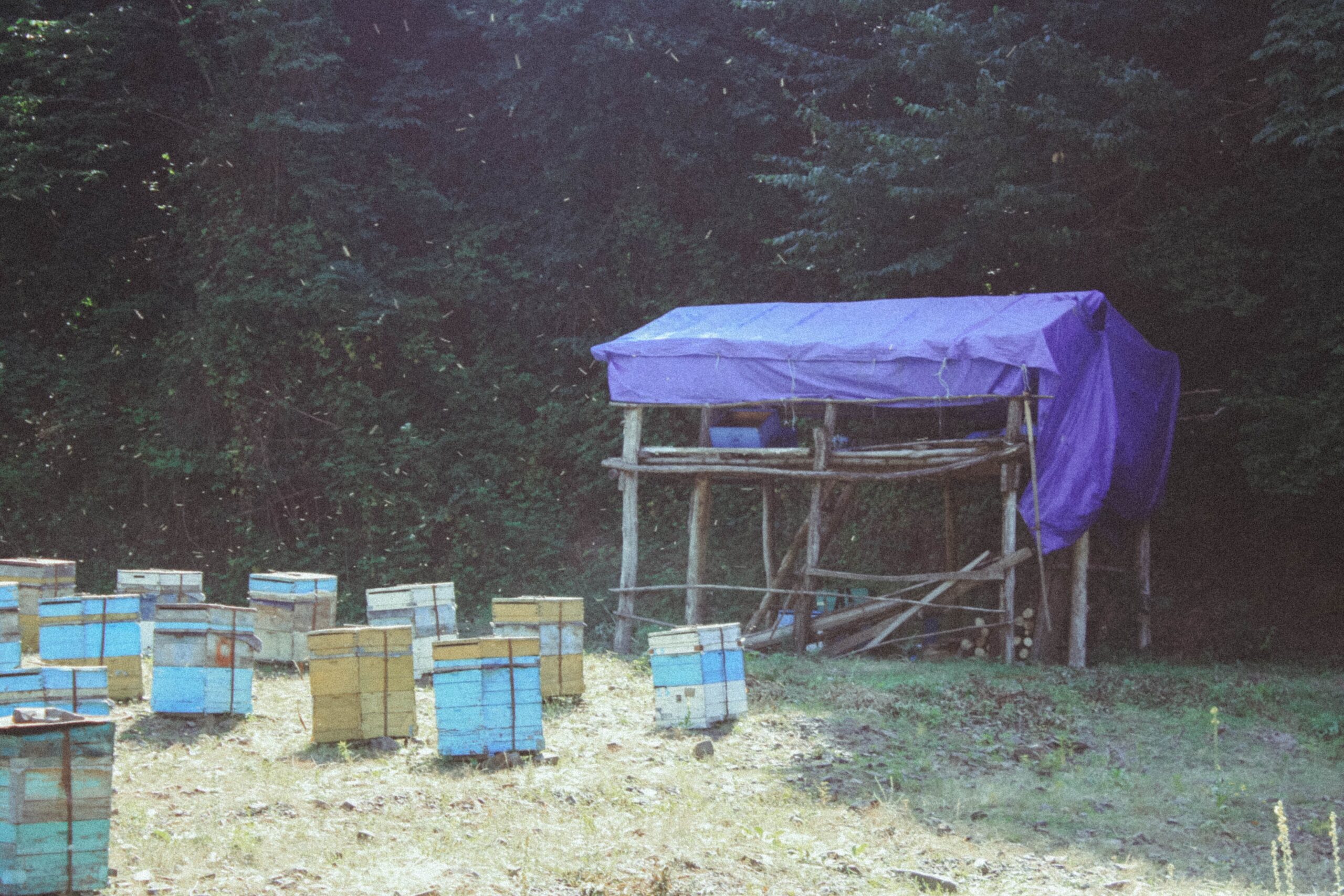Afacere cu albine, miere, faguri și produse din ceară